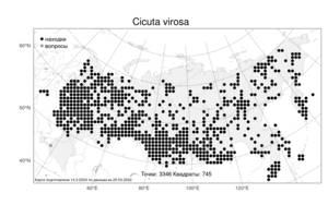 Cicuta virosa, Вех ядовитый, Цикута L., Атлас флоры России (FLORUS) (Россия)