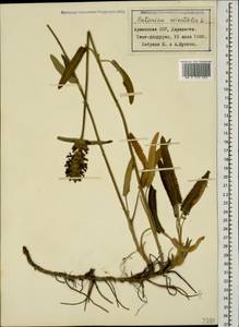 Betonica orientalis L., Кавказ, Армения (K5) (Армения)