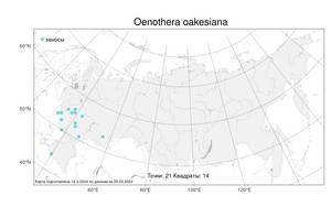 Oenothera oakesiana, Ослинник Океса (A. Gray) J. W. Robbins ex S. Watson, Атлас флоры России (FLORUS) (Россия)