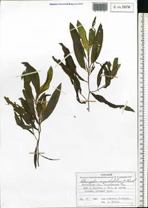 Potamogeton × angustifolius J.Presl, Восточная Европа, Северный район (E1) (Россия)