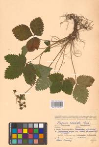 Земляника мускусная Duchesne, Восточная Европа, Западный район (E3) (Россия)