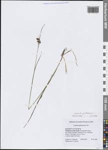 Ожика бледная Sw., Сибирь, Прибайкалье и Забайкалье (S4) (Россия)