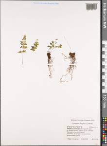 Пузырник ломкий (L.) Bernh., Сибирь, Прибайкалье и Забайкалье (S4) (Россия)