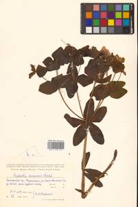 Euphorbia hylonoma Hand.-Mazz., Сибирь, Дальний Восток (S6) (Россия)