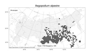 Aegopodium alpestre, Сныть альпийская Ledeb., Атлас флоры России (FLORUS) (Россия)