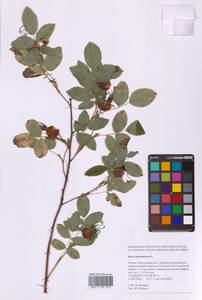 Шиповник майский Herrm., Восточная Европа, Московская область и Москва (E4a) (Россия)