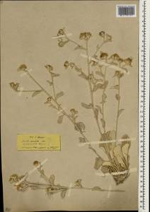 Inula candida, Зарубежная Азия (ASIA) (Неизвестно)