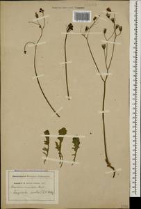Crepis sancta subsp. sancta, Кавказ (без точных местонахождений) (K0)
