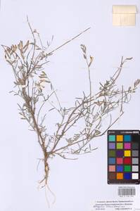 Astragalus astrachanicus Sytin & Laktionov, Восточная Европа, Нижневолжский район (E9) (Россия)