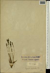 Eragrostis racemosa (Thunb.) Steud., Африка (AFR) (ЮАР)