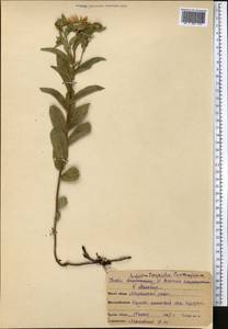 Pentanema salicinum (L.) D.Gut.Larr., Santos-Vicente, Anderb., E.Rico & M.M.Mart.Ort., Средняя Азия и Казахстан, Северный и Центральный Казахстан (M10) (Казахстан)