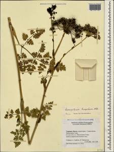 Silphiodaucus hispidus (M. Bieb.) Spalik, Wojew., Banasiak, Piwczyñski & Reduron, Крым (KRYM) (Россия)