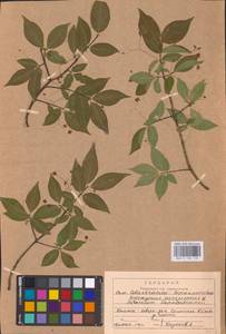 Бересклет бородавчатый Scop., Восточная Европа, Центральный район (E4) (Россия)