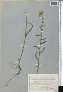 Тысячелистник обыкновенный L., Средняя Азия и Казахстан, Северный и Центральный Тянь-Шань (M4) (Киргизия)