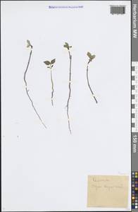 Слива, Восточная Европа, Нижневолжский район (E9) (Россия)