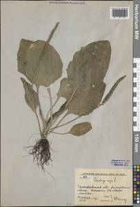 Подорожник большой L., Восточная Европа, Нижневолжский район (E9) (Россия)