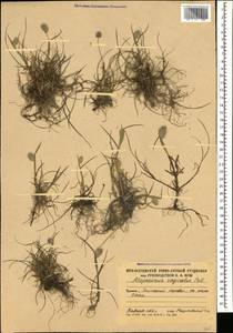 Лисохвост влагалищный (Willd.) Pall. ex Kunth, Кавказ, Южная Осетия (K4b) (Южная Осетия)