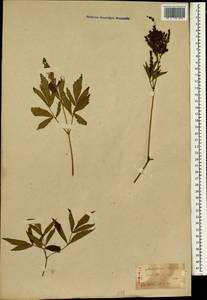 Astilbe japonica (C. Morr. & Decne.) A. Gray, Зарубежная Азия (ASIA) (Япония)