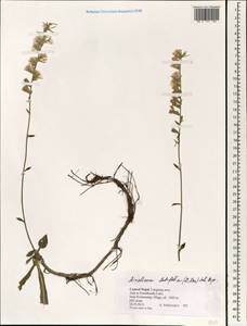 Ainsliaea latifolia (D. Don) Sch. Bip., Зарубежная Азия (ASIA) (Непал)
