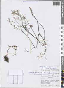 Элеостикта желтая (Hoffm.) Kljuykov, Pimenov & Tikhom., Восточная Европа, Средневолжский район (E8) (Россия)