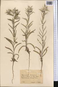 Echinops acantholepis Jaub. & Spach, Средняя Азия и Казахстан, Каракумы (M6) (Туркмения)