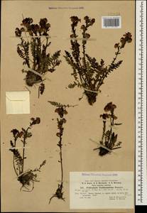 Мытник Нордманна Bunge, Кавказ, Краснодарский край и Адыгея (K1a) (Россия)