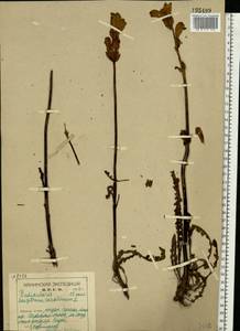 Мытник скипетровидный L., Восточная Европа, Северный район (E1) (Россия)