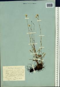 Камнеломка болотная L., Сибирь, Якутия (S5) (Россия)