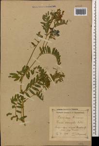 Vicia variegata subsp. variegata, Кавказ, Краснодарский край и Адыгея (K1a) (Россия)