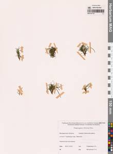 Штукения нитевидная, Рдест нитевидный (Pers.) Börner, Сибирь, Чукотка и Камчатка (S7) (Россия)