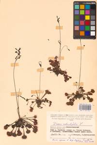 Росянка круглолистная L., Восточная Европа, Западный район (E3) (Россия)