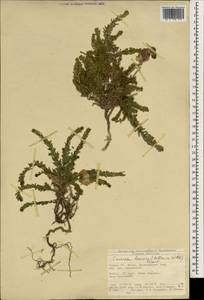 Круциата крымская (Pall. ex Willd.) Ehrend., Зарубежная Азия (ASIA) (Турция)