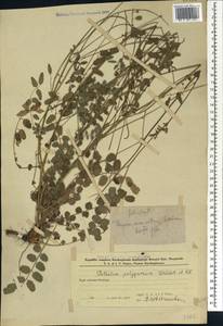 Черноголовник многобрачный (Waldst. & Kit.) Asch. & Graebn., Кавказ, Азербайджан (K6) (Азербайджан)