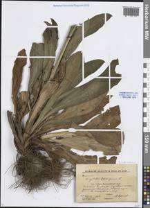 Наперстянка Шишкина (Ivanina) K.Werner, Кавказ, Ставропольский край, Карачаево-Черкесия, Кабардино-Балкария (K1b) (Россия)