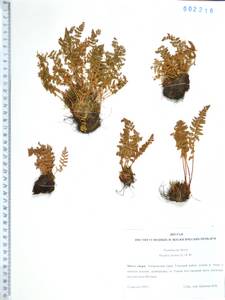 Вудсия эльбская (L.) R.Br., Сибирь, Дальний Восток (S6) (Россия)