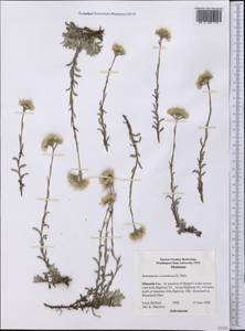Antennaria corymbosa E. E. Nelson, Америка (AMER) (США)