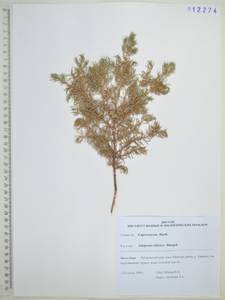 Можжевельник скальный Pall., Сибирь, Дальний Восток (S6) (Россия)