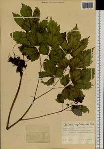 Actaea rubra subsp. rubra, Сибирь, Дальний Восток (S6) (Россия)