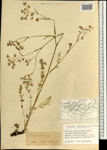 Тмин обыкновенный L., Монголия (MONG) (Монголия)