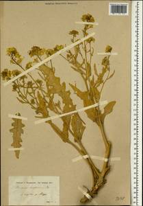 Sterigmostemum sulphureum subsp. sulphureum, Зарубежная Азия (ASIA) (Сирия)
