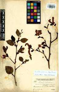 Ольховник кустарниковый, Ольха кустарниковая (Rupr.) Raus, Сибирь, Прибайкалье и Забайкалье (S4) (Россия)