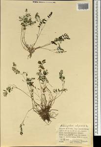 Астрагал альпийский L., Монголия (MONG) (Монголия)