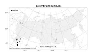 Sisymbrium pumilum Stephan, Атлас флоры России (FLORUS) (Россия)