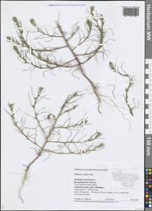 Солянка холмовая Pall., Восточная Европа, Центральный район (E4) (Россия)