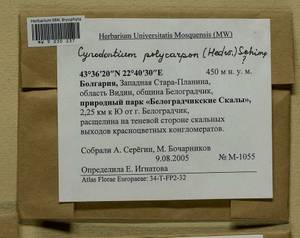 Cynodontium polycarpon (Hedw.) Schimp., Гербарий мохообразных, Мхи - Западная Европа (BEu) (Болгария)