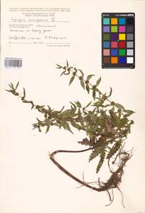 MHA 0 157 798, Зюзник европейский L., Восточная Европа, Центральный район (E4) (Россия)