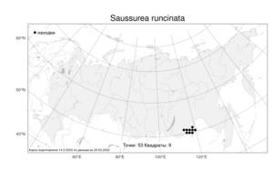 Saussurea runcinata, Соссюрея струговидная DC., Атлас флоры России (FLORUS) (Россия)