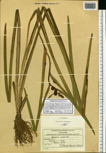 Ежеголовник всплывающий, Ежеголовник всплывший Rehmann, Восточная Европа, Московская область и Москва (E4a) (Россия)