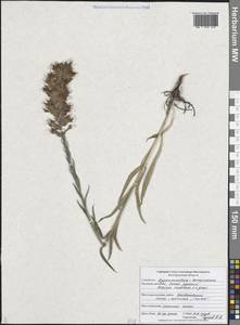 Синяк пятнистый (L.) Böhle & Hilger, Восточная Европа, Центральный лесостепной район (E6) (Россия)