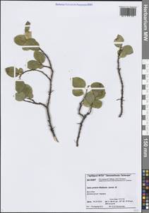 Ива полярная Wahlenb., Сибирь, Центральная Сибирь (S3) (Россия)